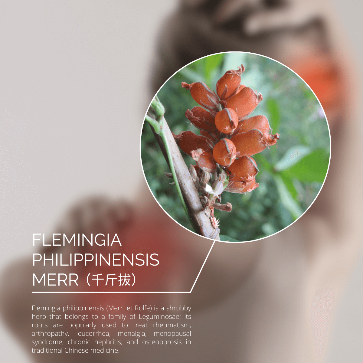 KOLI AGEING Pain Relief Plaster (EXTRA POWER)