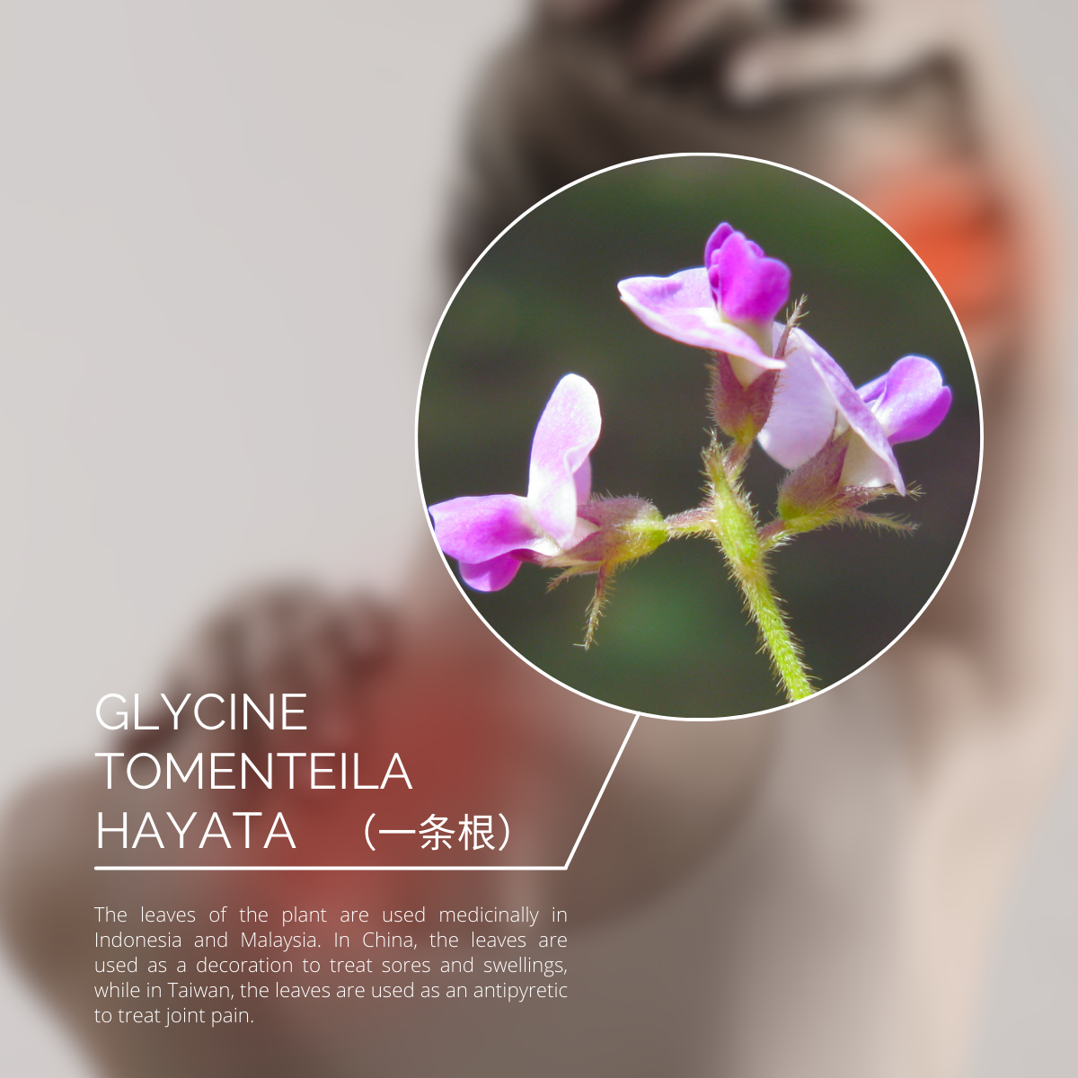 KOLI SENSITIVE SKIN Pain Relief Plaster (GOOD POWER) - KOLI CARES